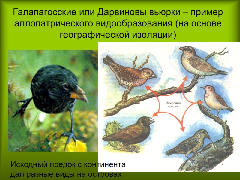 Галапагосские или Дарвиновы вьюрки – пример аллопатрического видообразования (на основе географической изоляции) Исходный предок